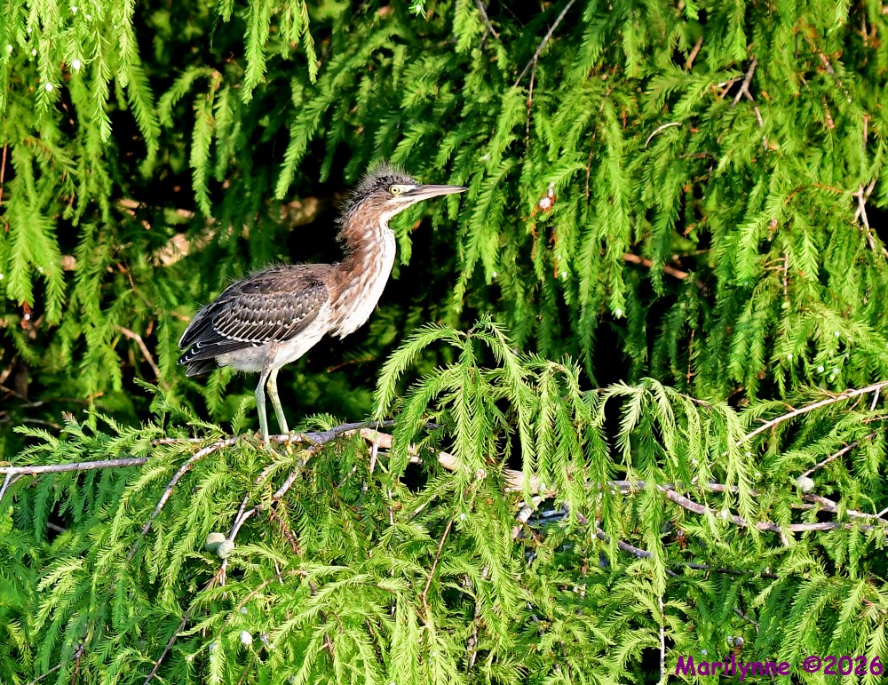 DSC_8698_001.JPG
