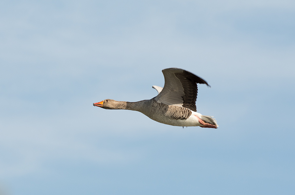 DSC_8699.jpg