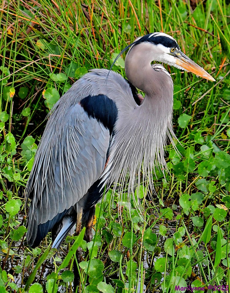 DSC_8699_001.JPG