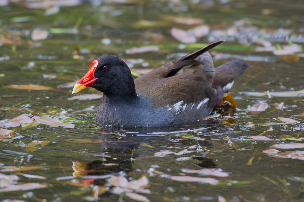DSC_8703.jpg