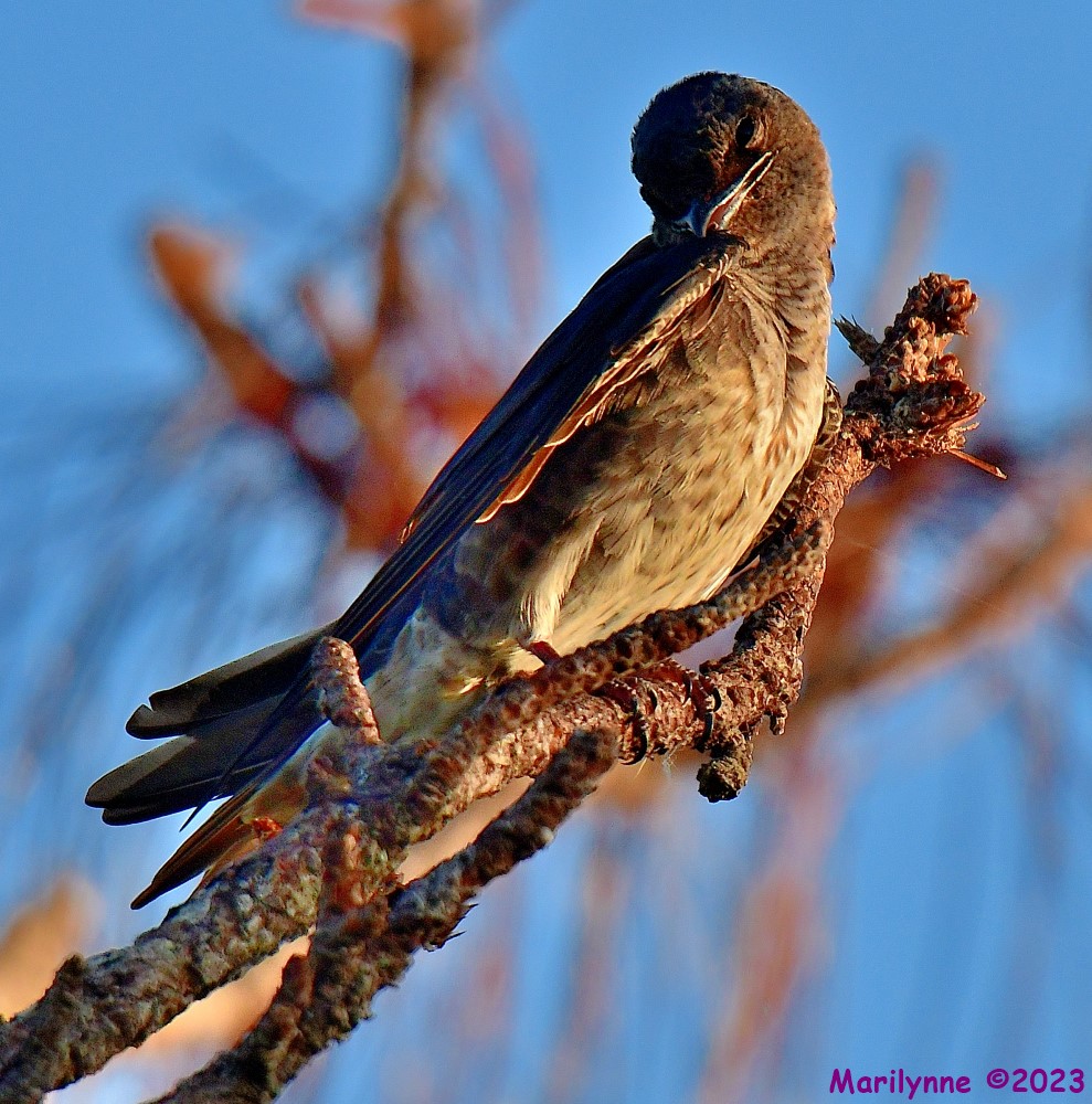 DSC_8705_001.JPG