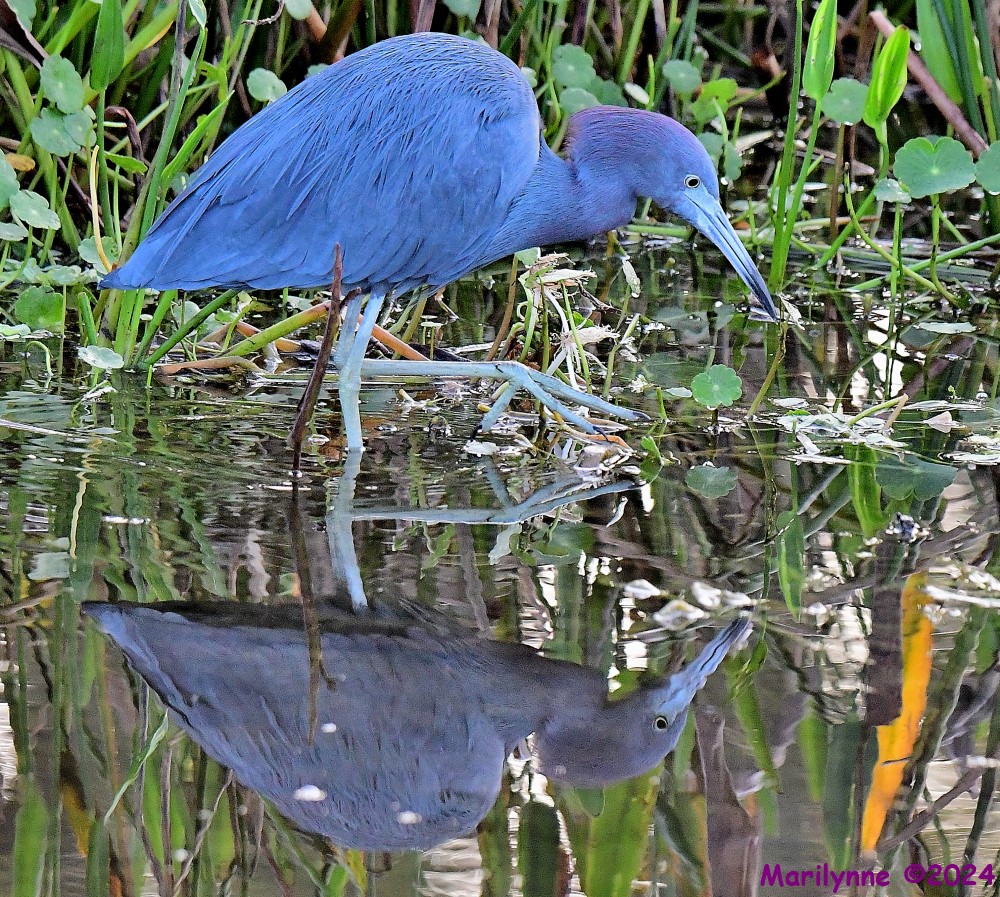 DSC_8706_001.JPG