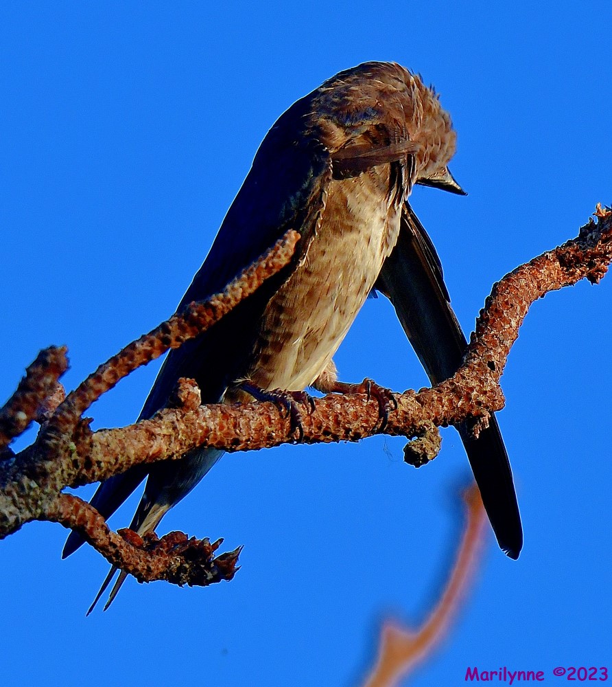 DSC_8709_001.JPG