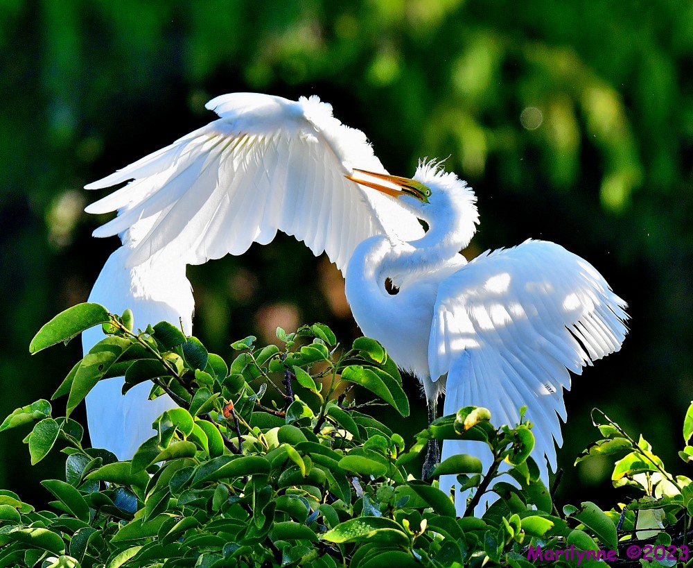 DSC_8712_001.JPG