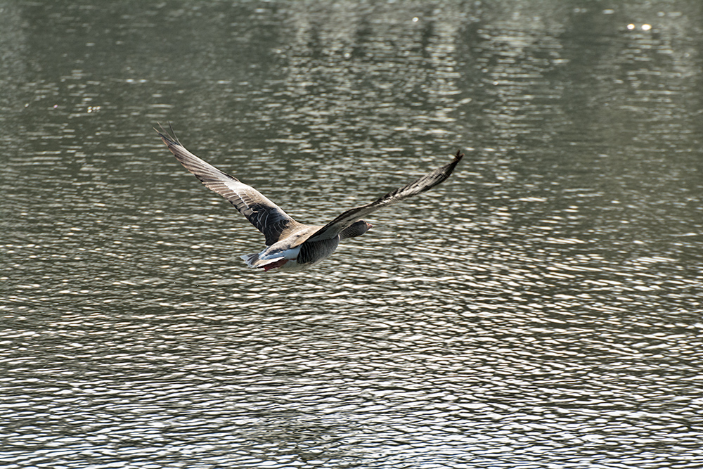 DSC_8713.jpg