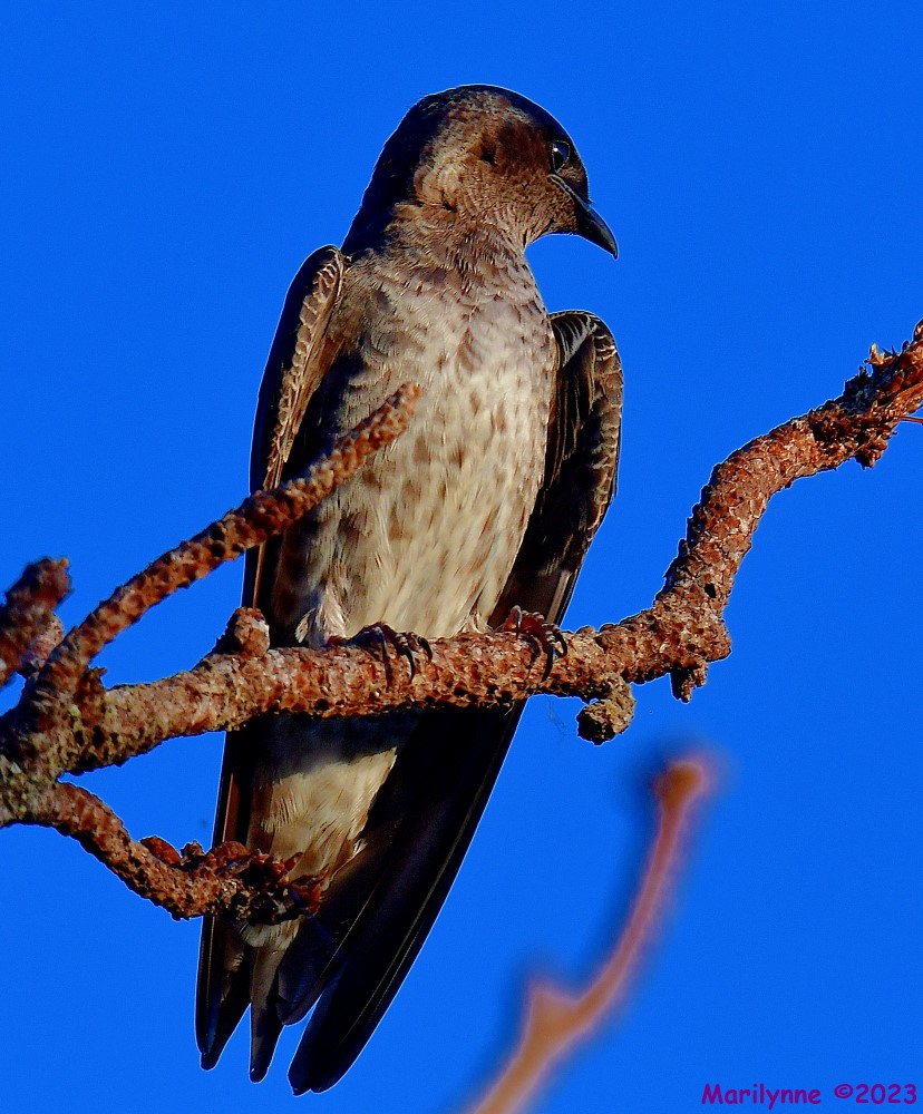 DSC_8713_001.JPG