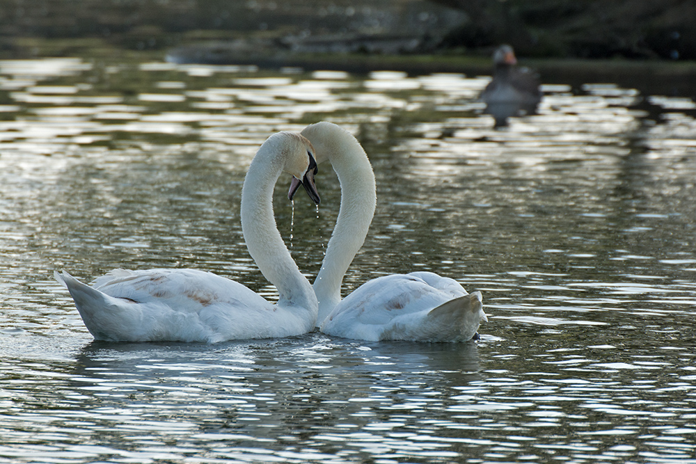 DSC_8715.jpg