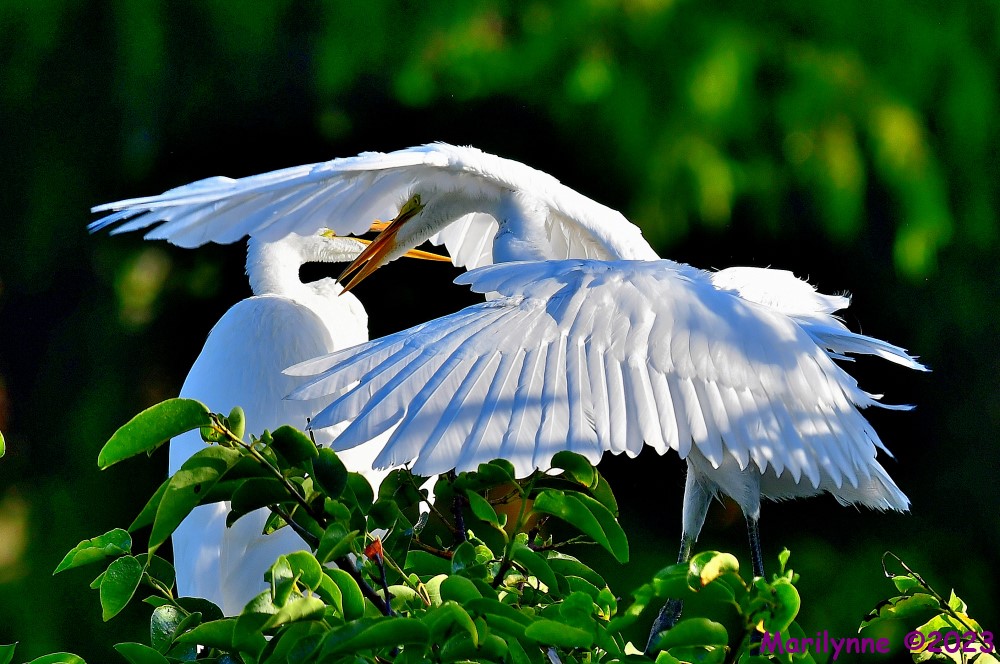 DSC_8716_001.JPG