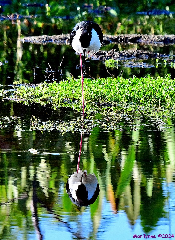 DSC_8727_001.JPG