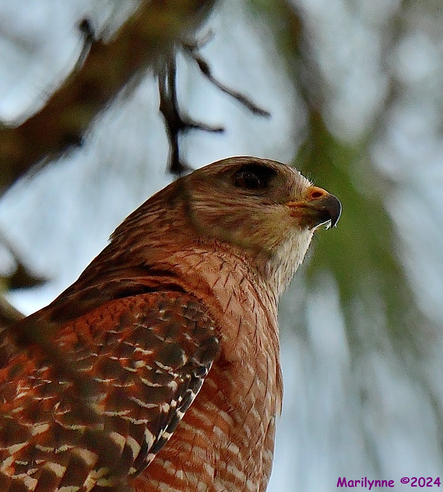 DSC_8727_001.JPG