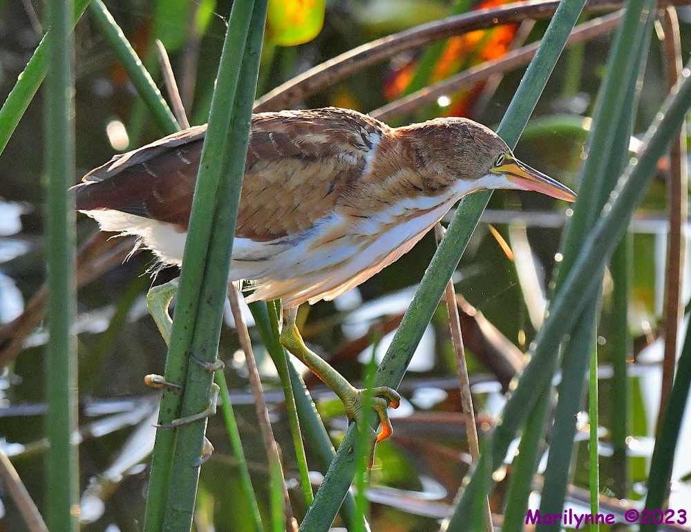 DSC_8728_001.JPG