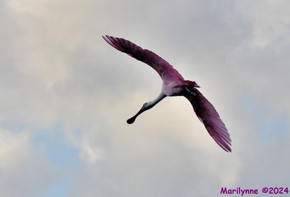 DSC_8729_001.JPG