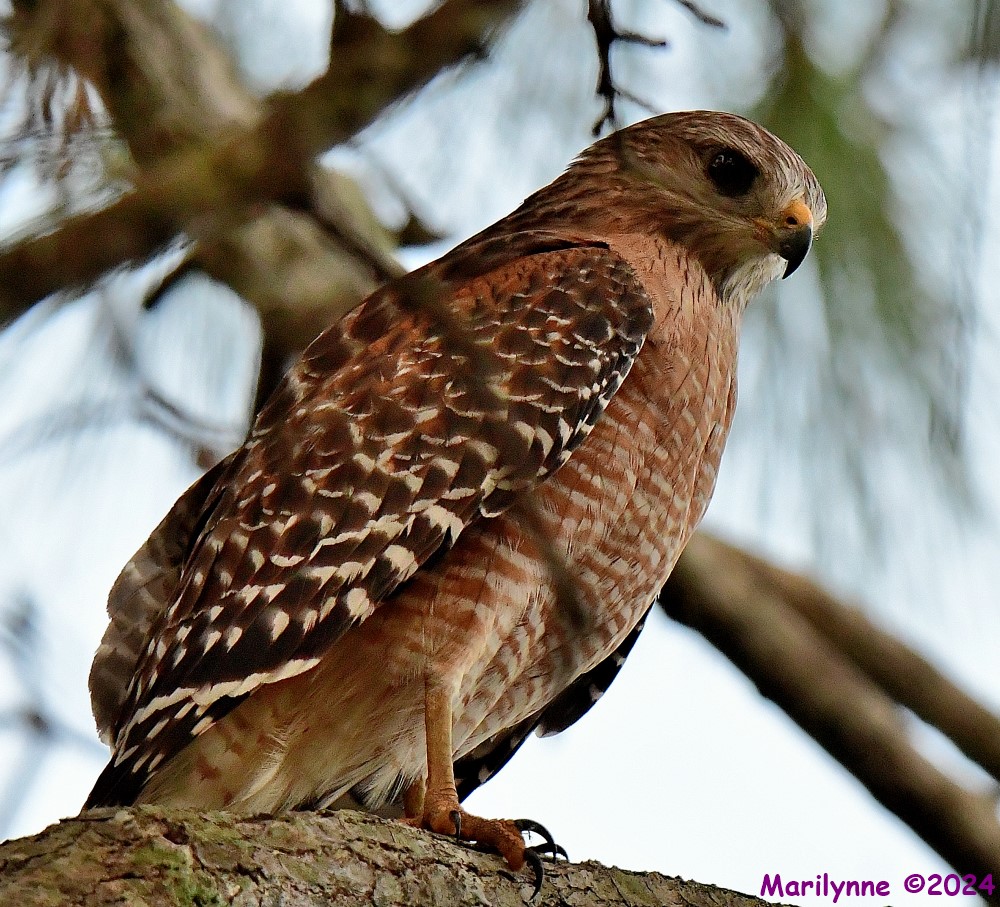 DSC_8729_001.JPG