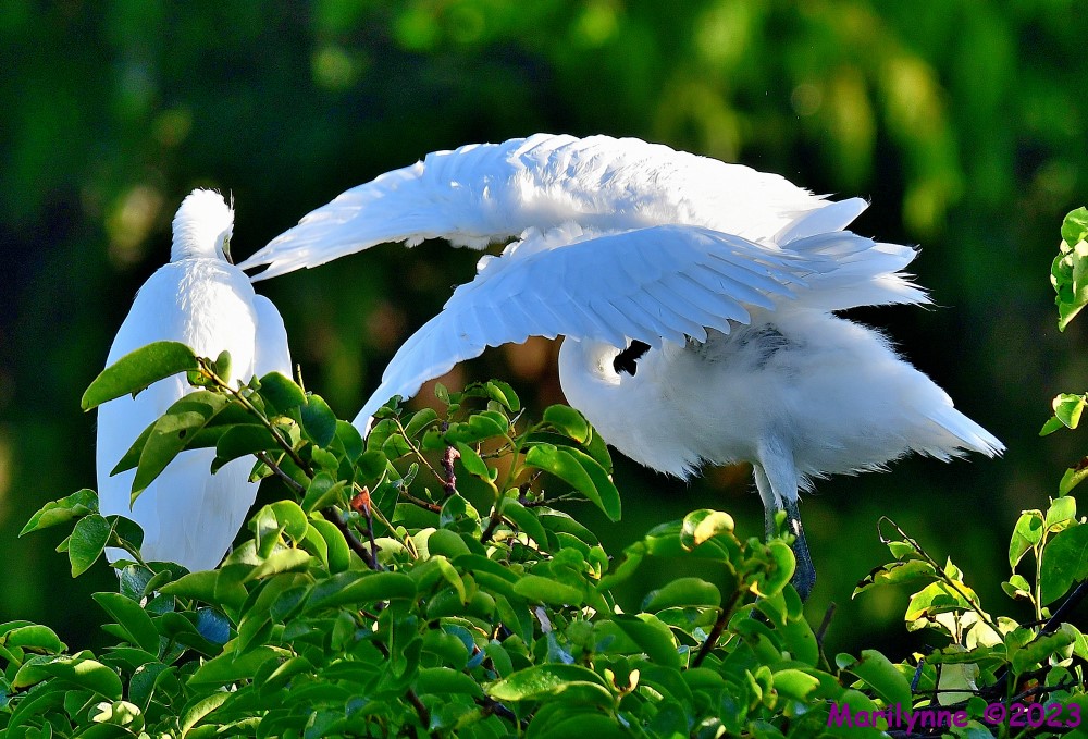 DSC_8731_001.JPG