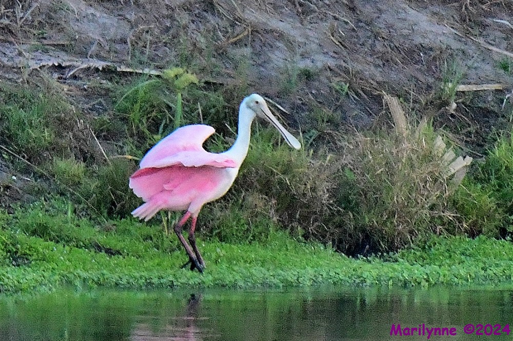 DSC_8731_001.JPG