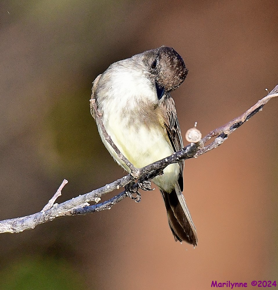 DSC_8734_001.JPG