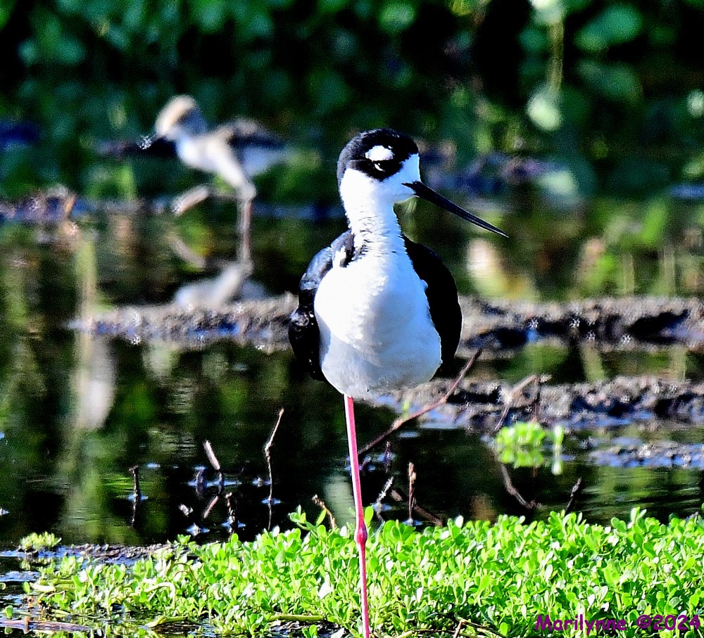 DSC_8734_001.JPG
