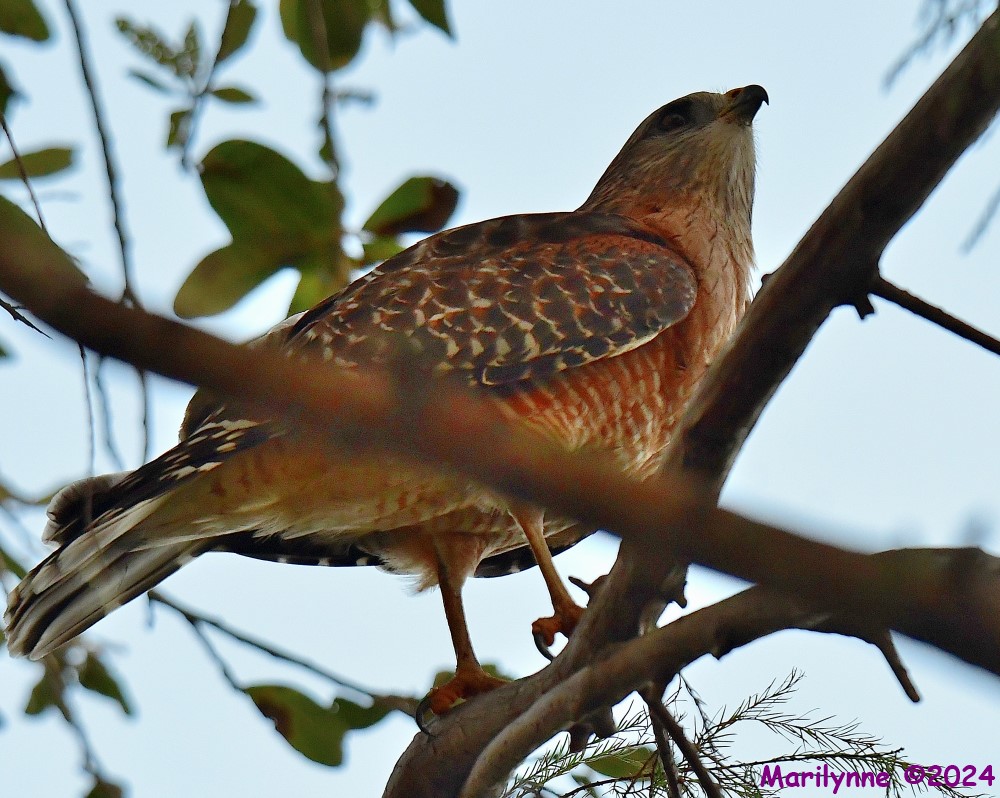 DSC_8734_001.JPG