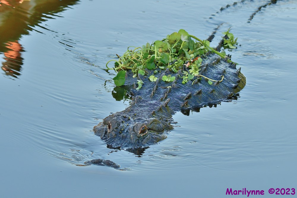 DSC_8735_001.JPG