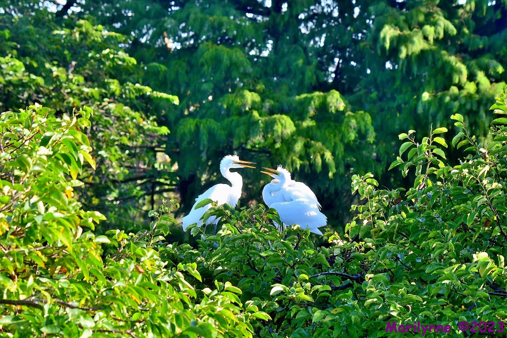 DSC_8737_001.JPG