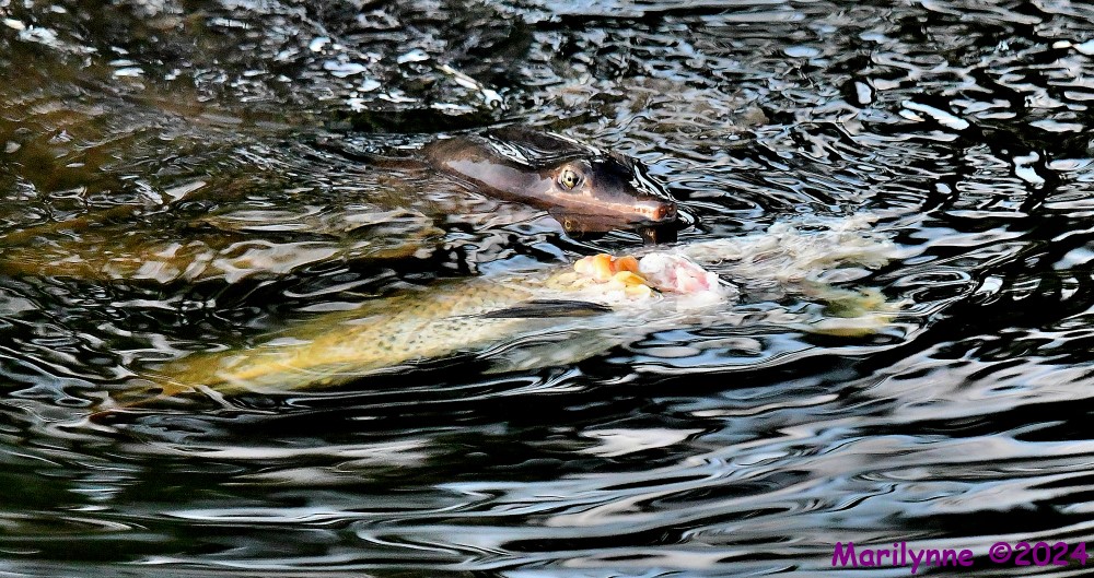 DSC_8738_001.JPG