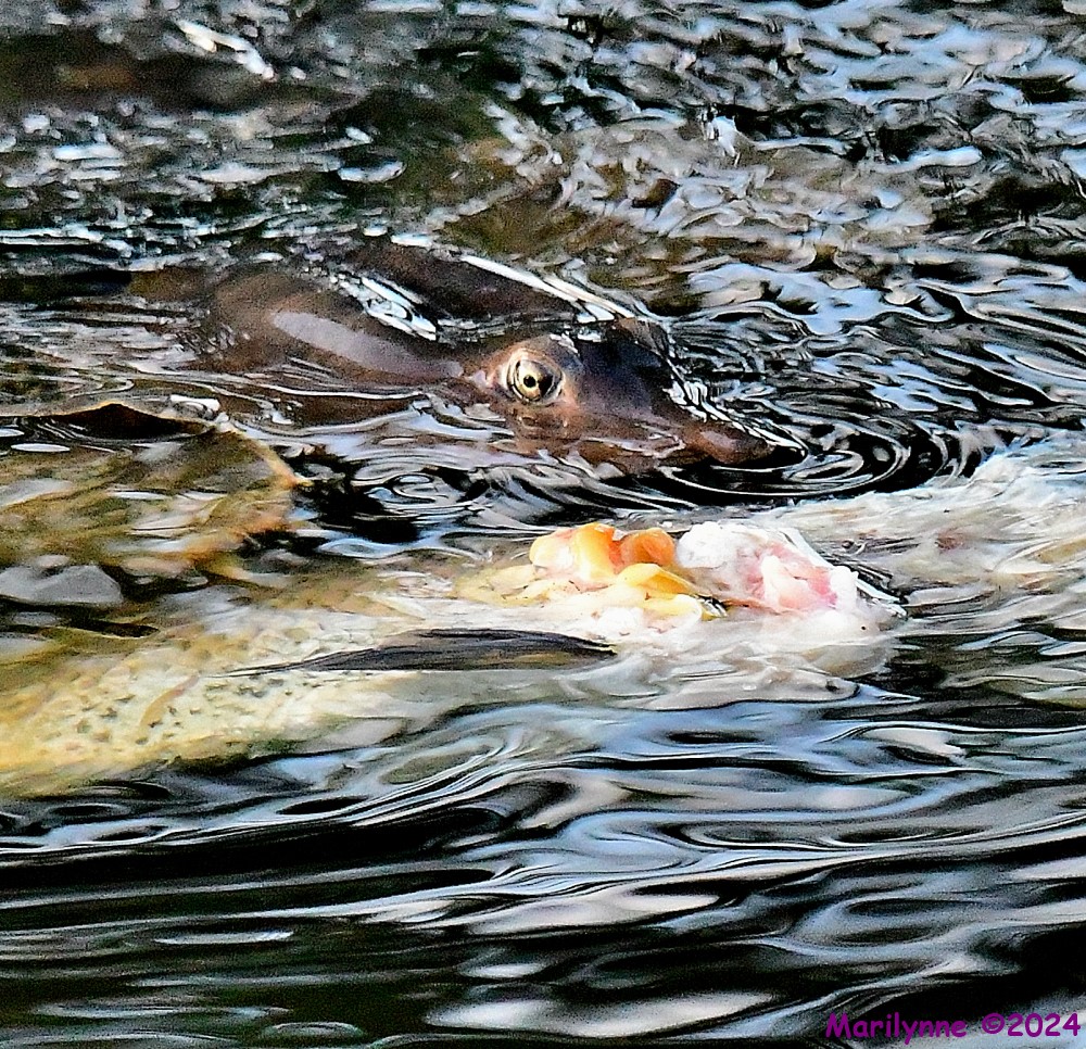 DSC_8739_001.JPG
