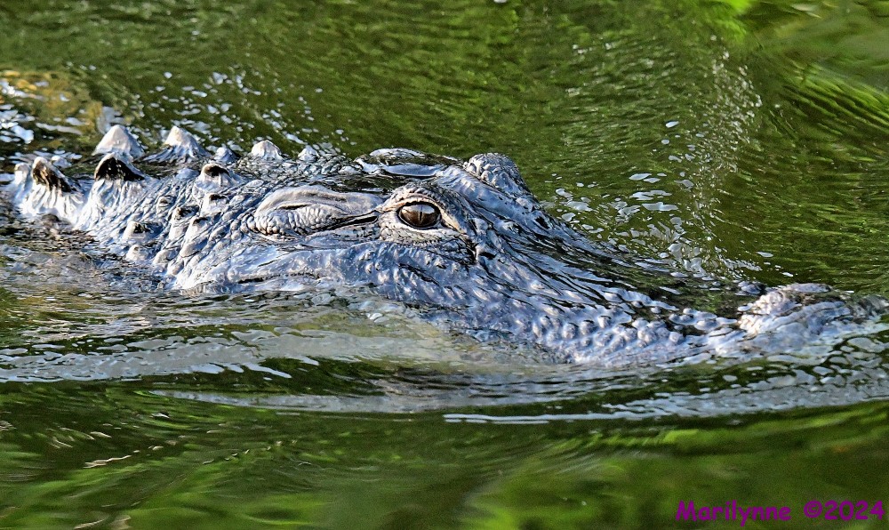 DSC_8741_stitch_001.JPG