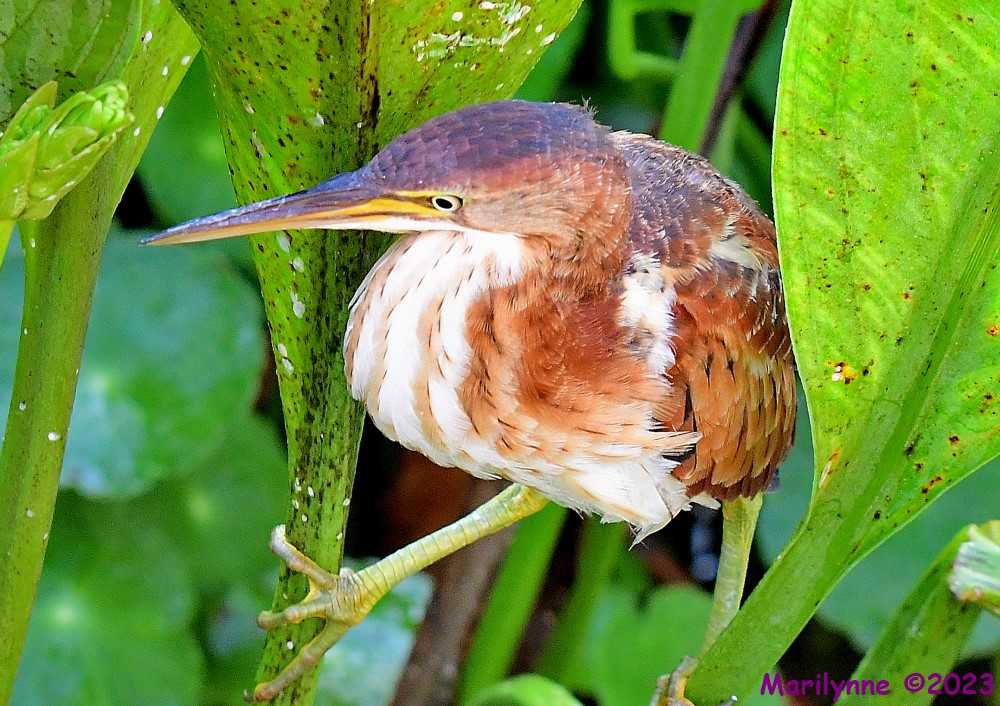 DSC_8745_001.JPG