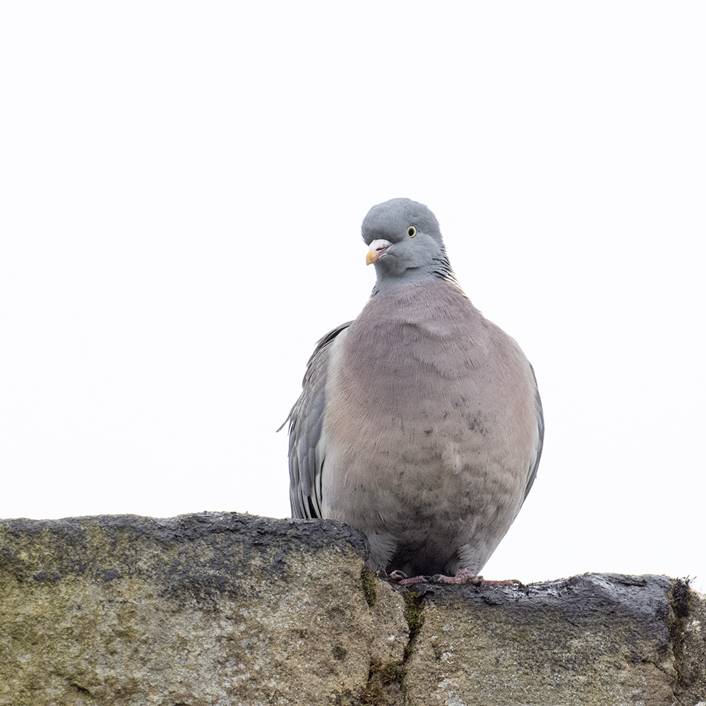 DSC_8747.jpg