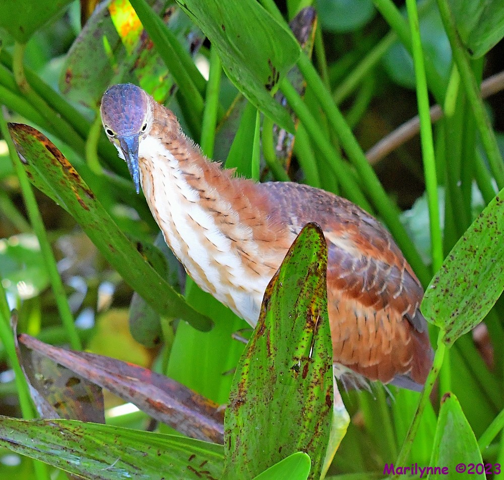DSC_8748_001.JPG