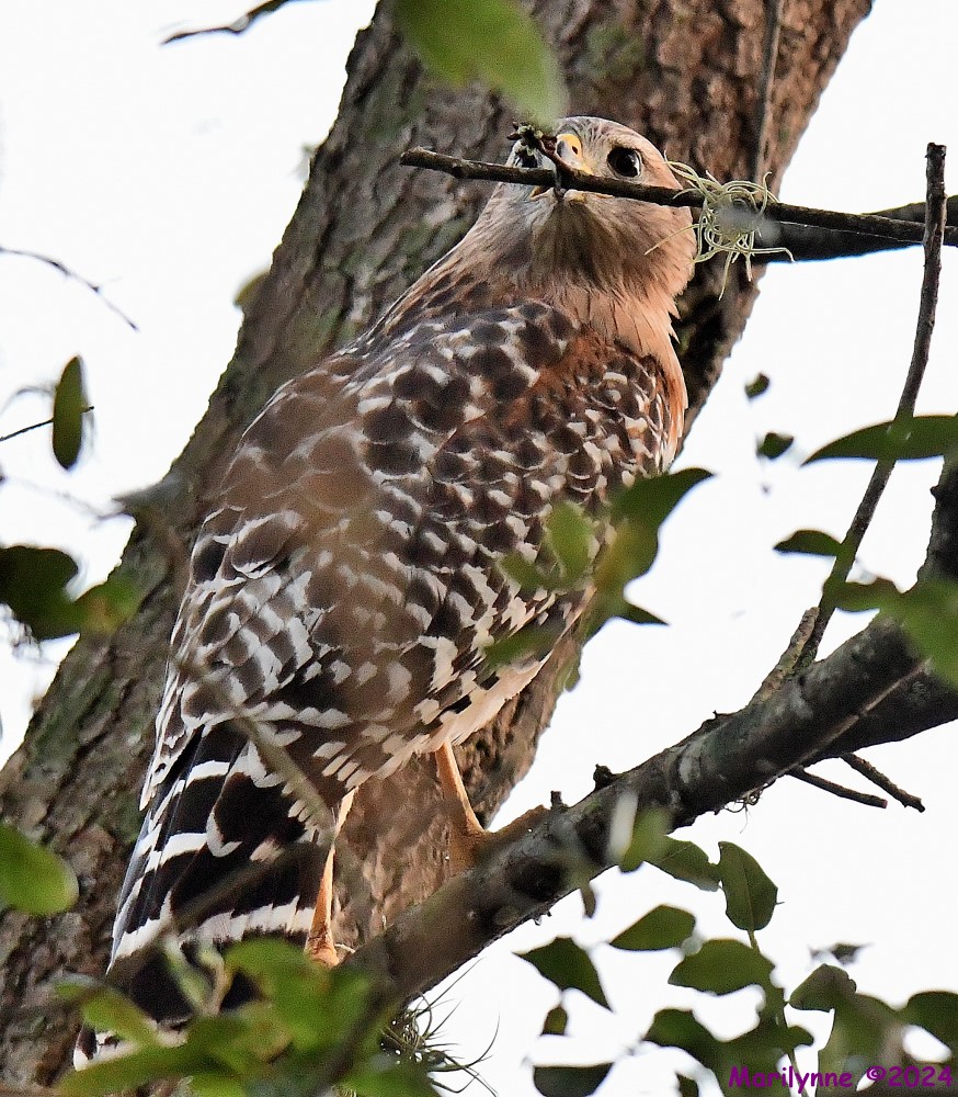 DSC_8749_001.JPG
