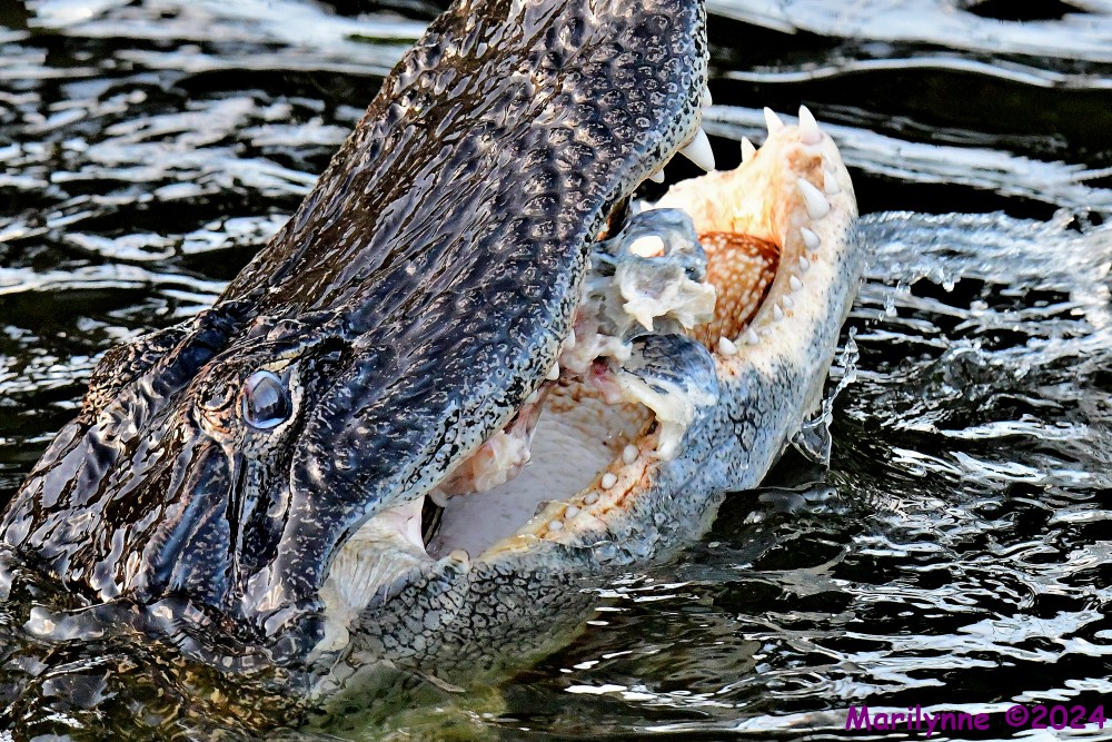 DSC_8750_001.JPG