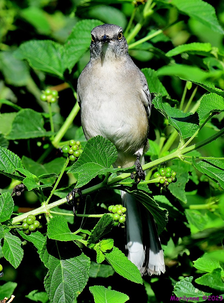 DSC_8752_001.JPG