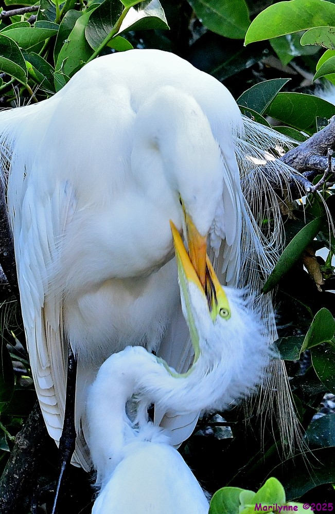 DSC_8752_001.JPG