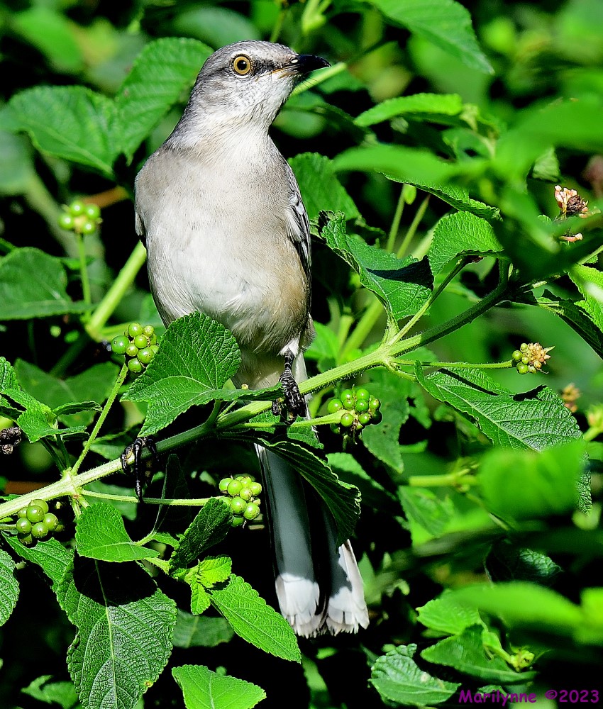DSC_8753_001.JPG