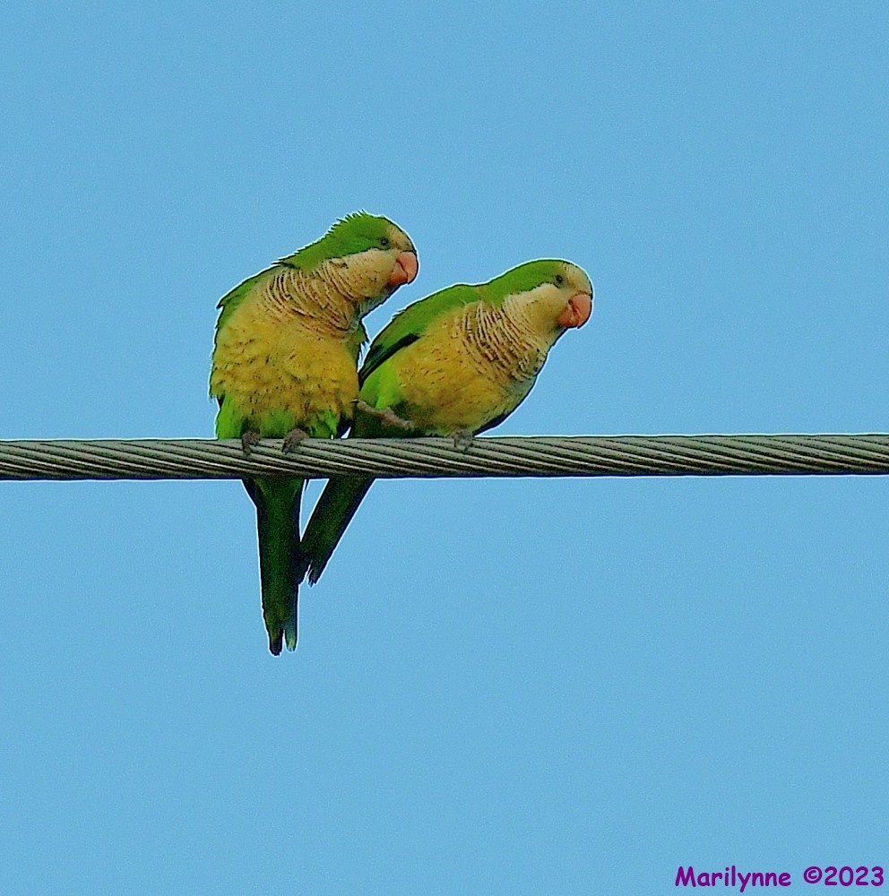 DSC_8756_001.JPG