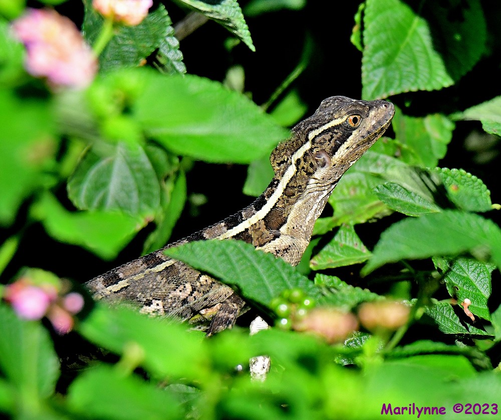 DSC_8756_001.JPG