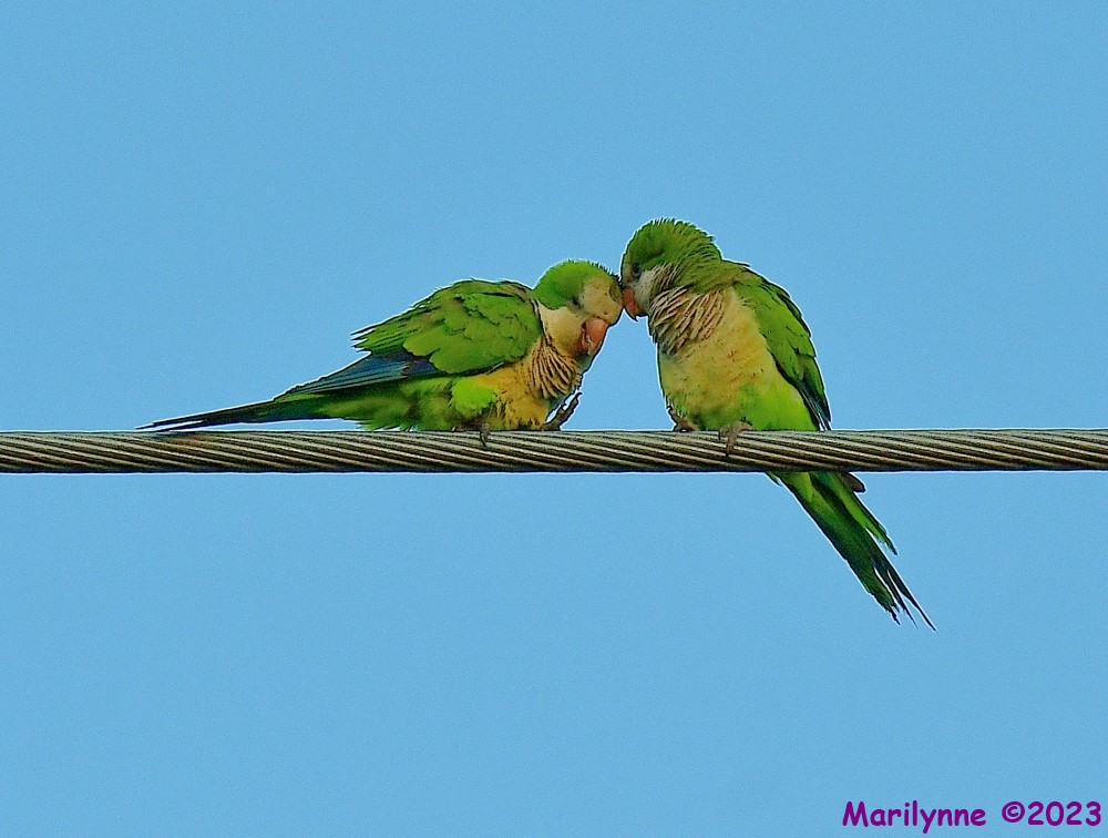 DSC_8758_001.JPG