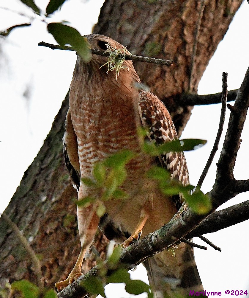 DSC_8758_001.JPG