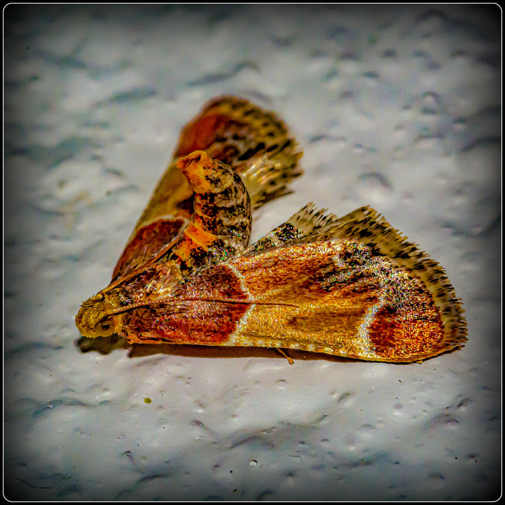 DSC_8763-Edit.jpg