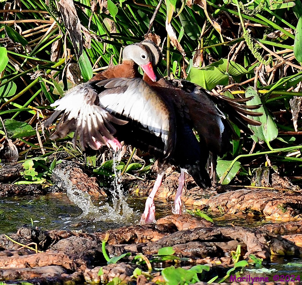 DSC_8765_001.JPG