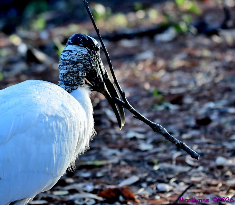 DSC_8765_001.JPG