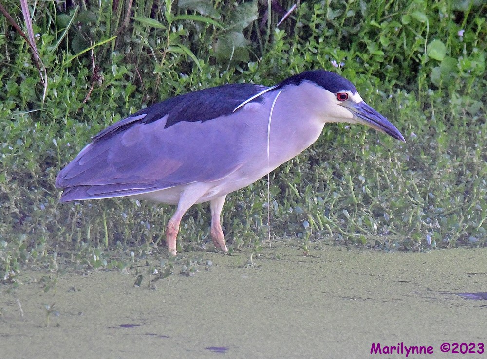 DSC_8766_001.JPG