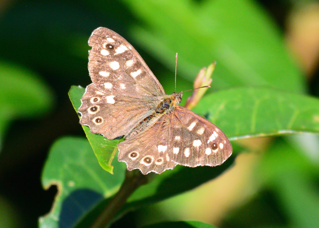 DSC_8768.jpg