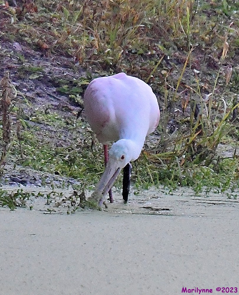 DSC_8770_001.JPG