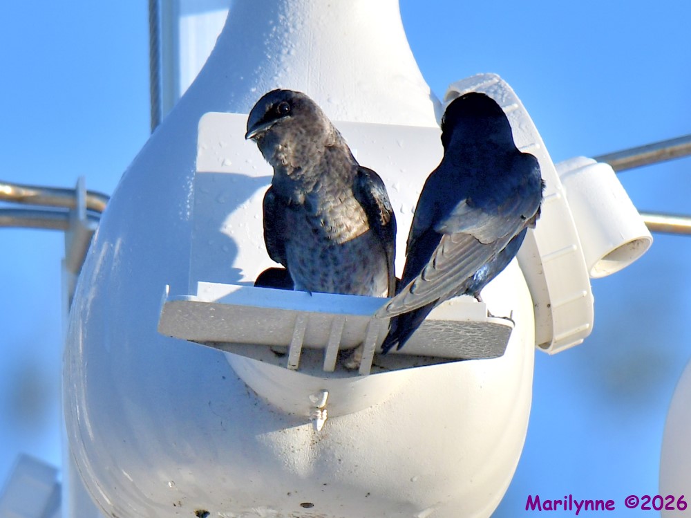 DSC_8770_001.JPG