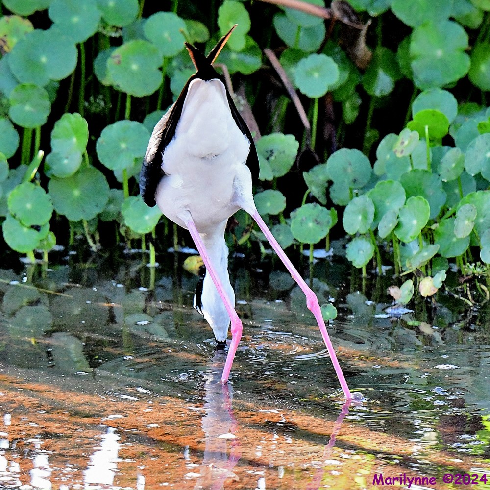 DSC_8771_001.JPG