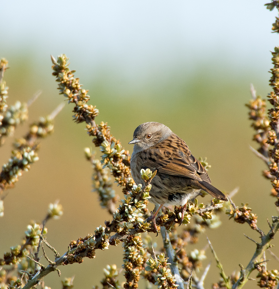 DSC_8774.jpg