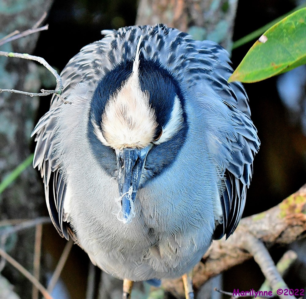 DSC_8775_001.JPG