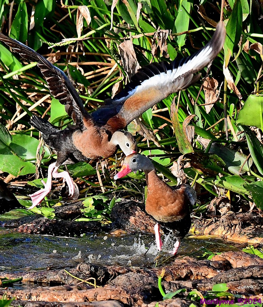 DSC_8776_001.JPG